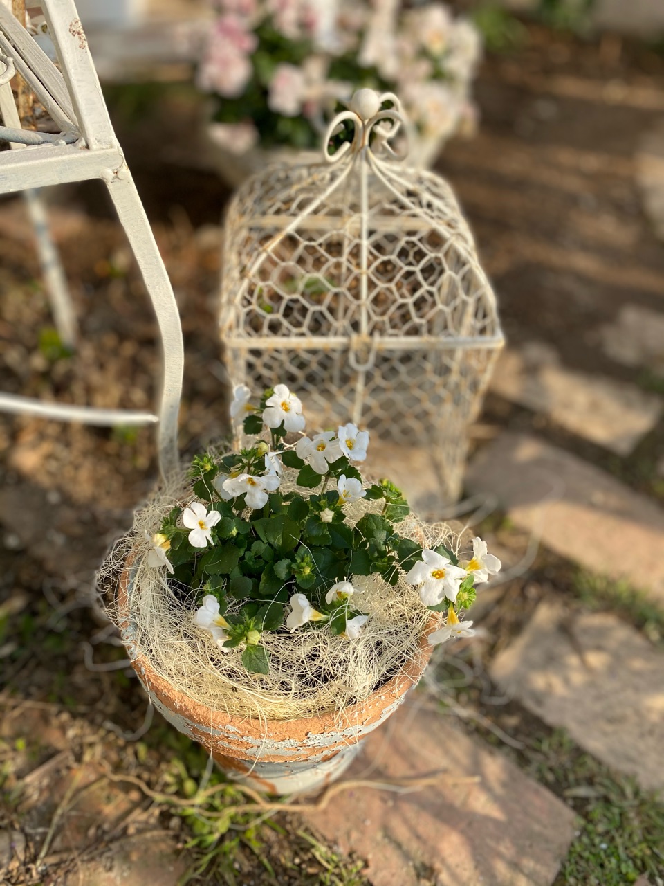 春の花を買いました バラ咲きのバコパ のばらのガーデニングブログ Hana And Rose Garden Powered By ライブドアブログ