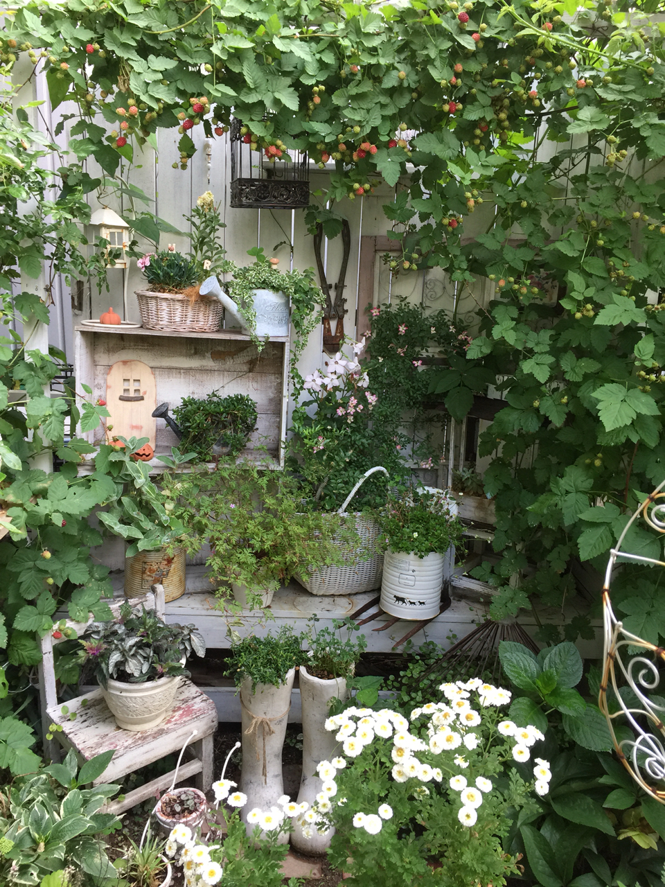 日本卸値 ブラックレースフラワーをたくさん植えています Af0cc497 開店記念セール Pn Batam Go Id 日本卸値 ブラックレースフラワーをたくさん植えています Af0cc497 開店記念セール Pn Batam Go Id