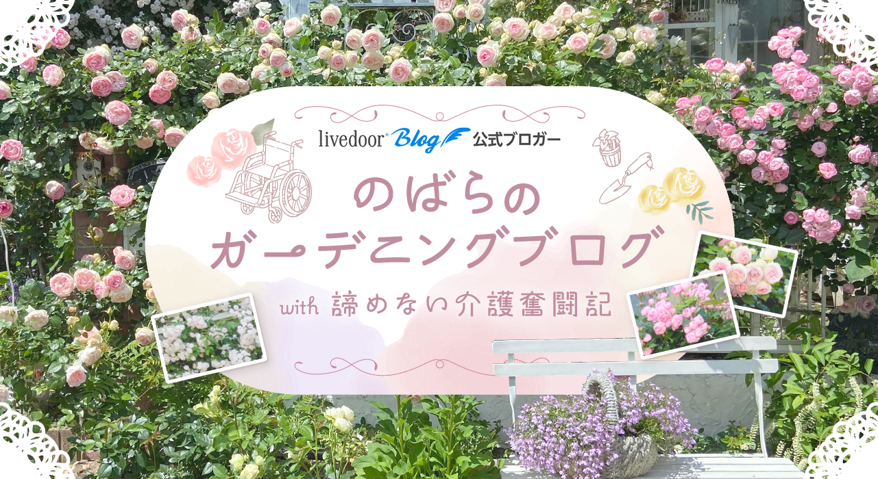 香り高いミニバラ〝スイートチャリオット〟降臨✳︎ : のばらの 香り高いミニバラ〝スイートチャリオット〟降臨✳︎ : のばらの