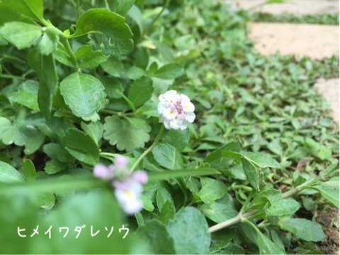 {D701FAA8-5D86-4273-92FD-5356E354AC52:01}