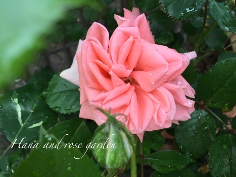 {8FD95D47-ABB1-4D49-9D9F-8E215368D4D6}
