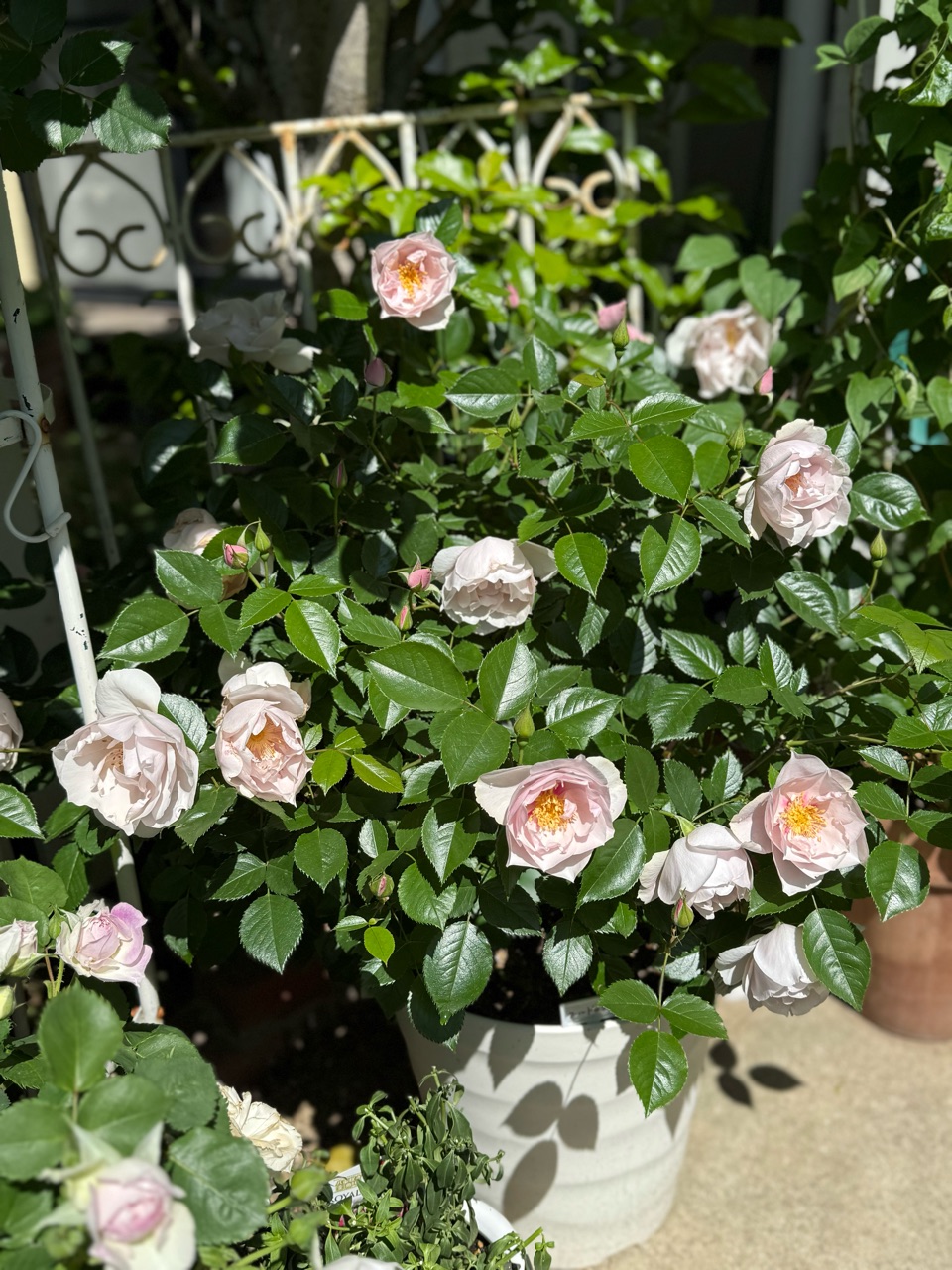 バラの記録】ご立派なジキタリスとクレマチス〝ベルオブウォーキング