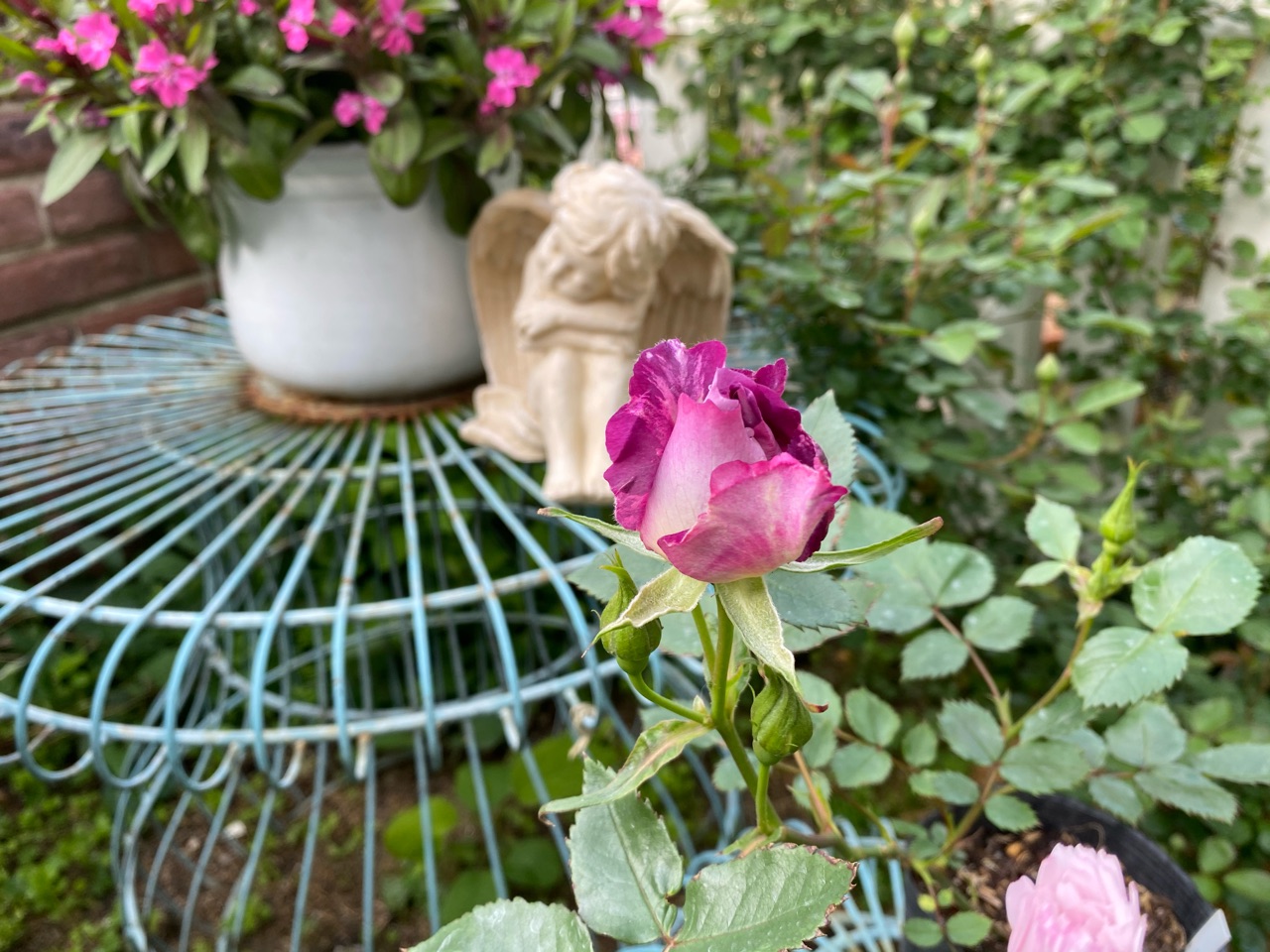 バラ 切花 の挿木にもツボミが出来ました はなの足 のばらのガーデニングブログ Hana And Rose Garden Powered By ライブドアブログ