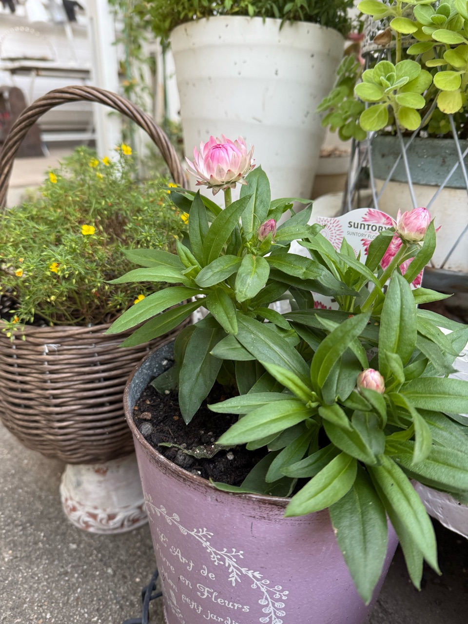 無農薬(ᵔᴥᵔ)♡♡挿し穂♡可愛いお庭♡ガーデニング♡ 無農薬(ᵔᴥᵔ