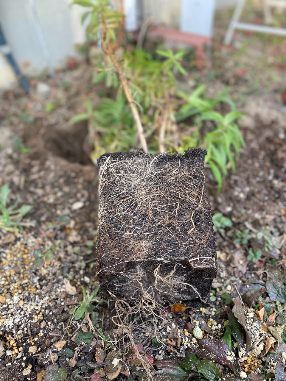 鉢で育てた二年目の宿根草を地植えしました のばらのガーデニングブログ Hana And Rose Garden Powered By ライブドアブログ