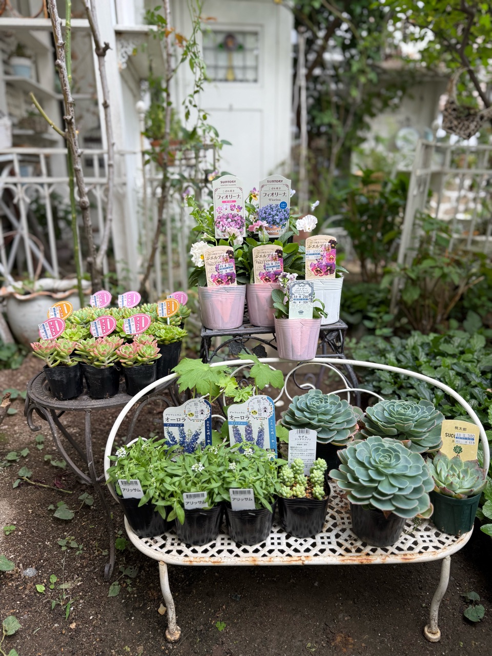 花苗も多肉も爆買いの秋｜鉢と肥料の選び方 : のばらのガーデニング