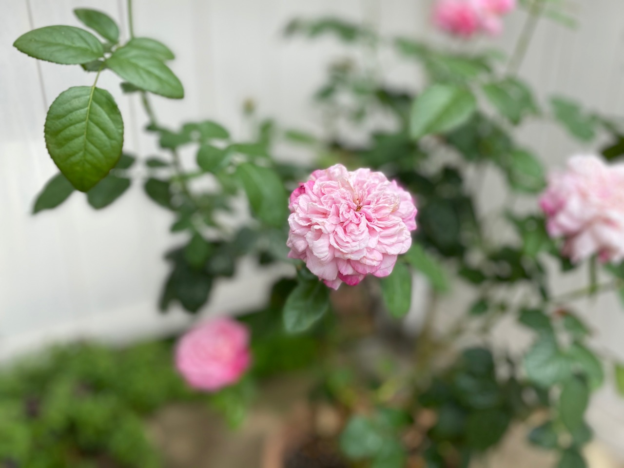 パリスとポツリポツリと今日のバラ のばらのガーデニングブログ Hana And Rose Garden Powered By ライブドアブログ