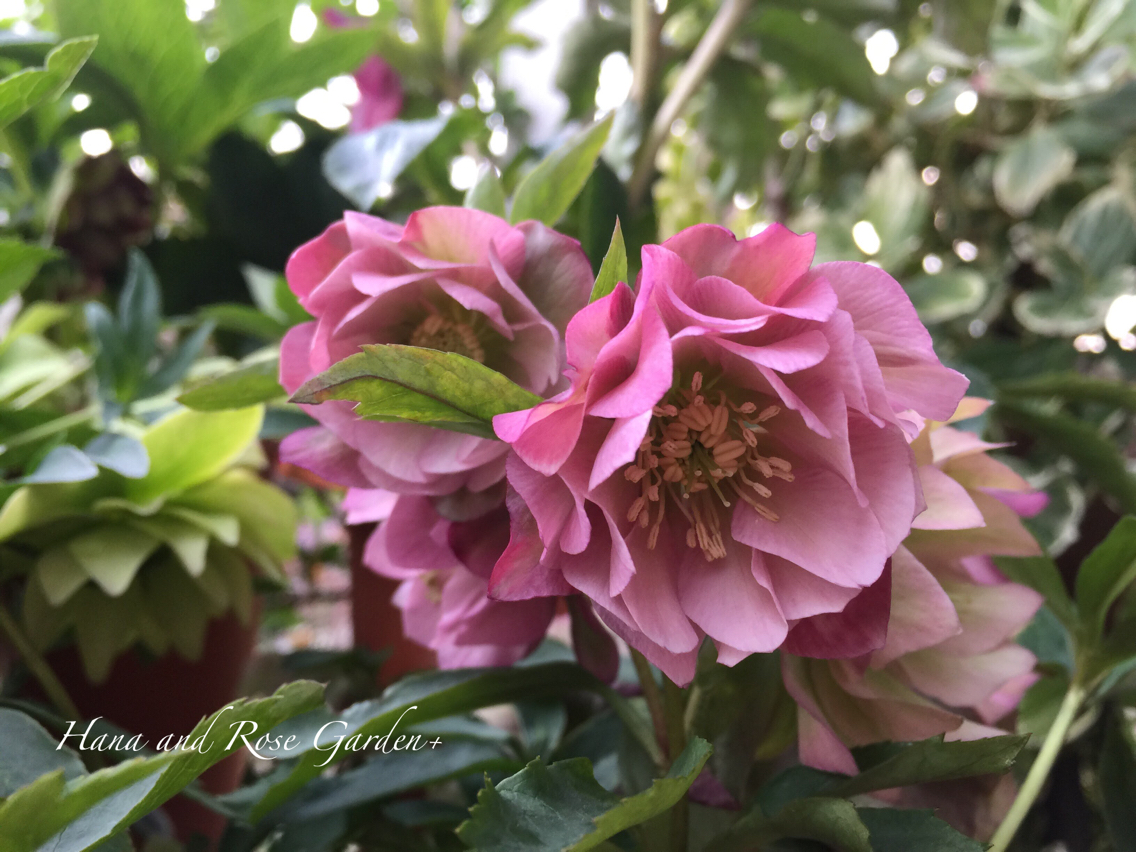 クリスマスローズの植え替え のばらのガーデニングブログ Hana And Rose Garden Powered By ライブドアブログ クリスマスローズの植え替え のばらのガーデニングブログ Hana And Rose Garden Powered By ライブドアブログ