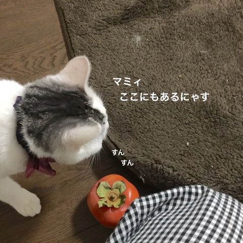 {A976ECD0-4696-4092-AD99-D776430FB35F}