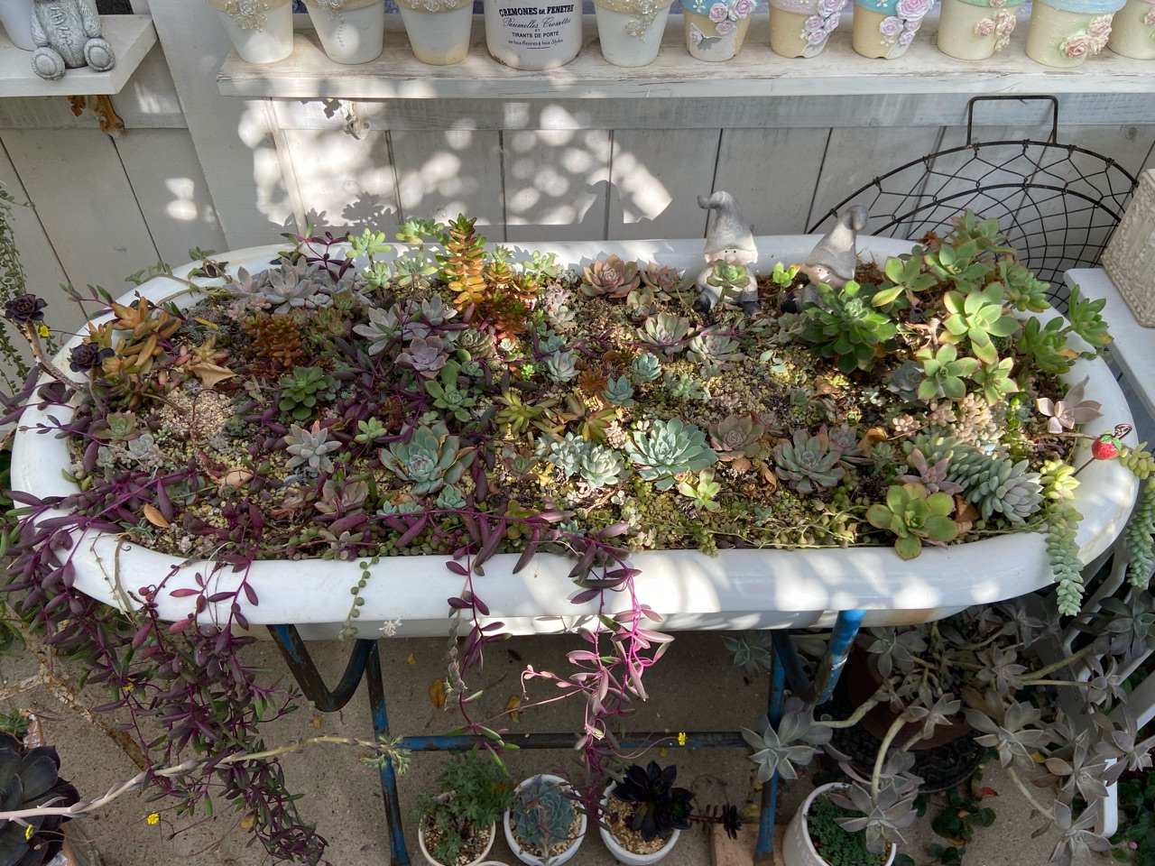 多肉】壊滅的ベビーバスの寄せ植えを仕立て直しました（残った根っこの
