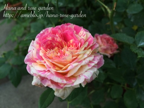 {7343C2D3-950B-4A05-BC73-BBFCEB28A629:01}