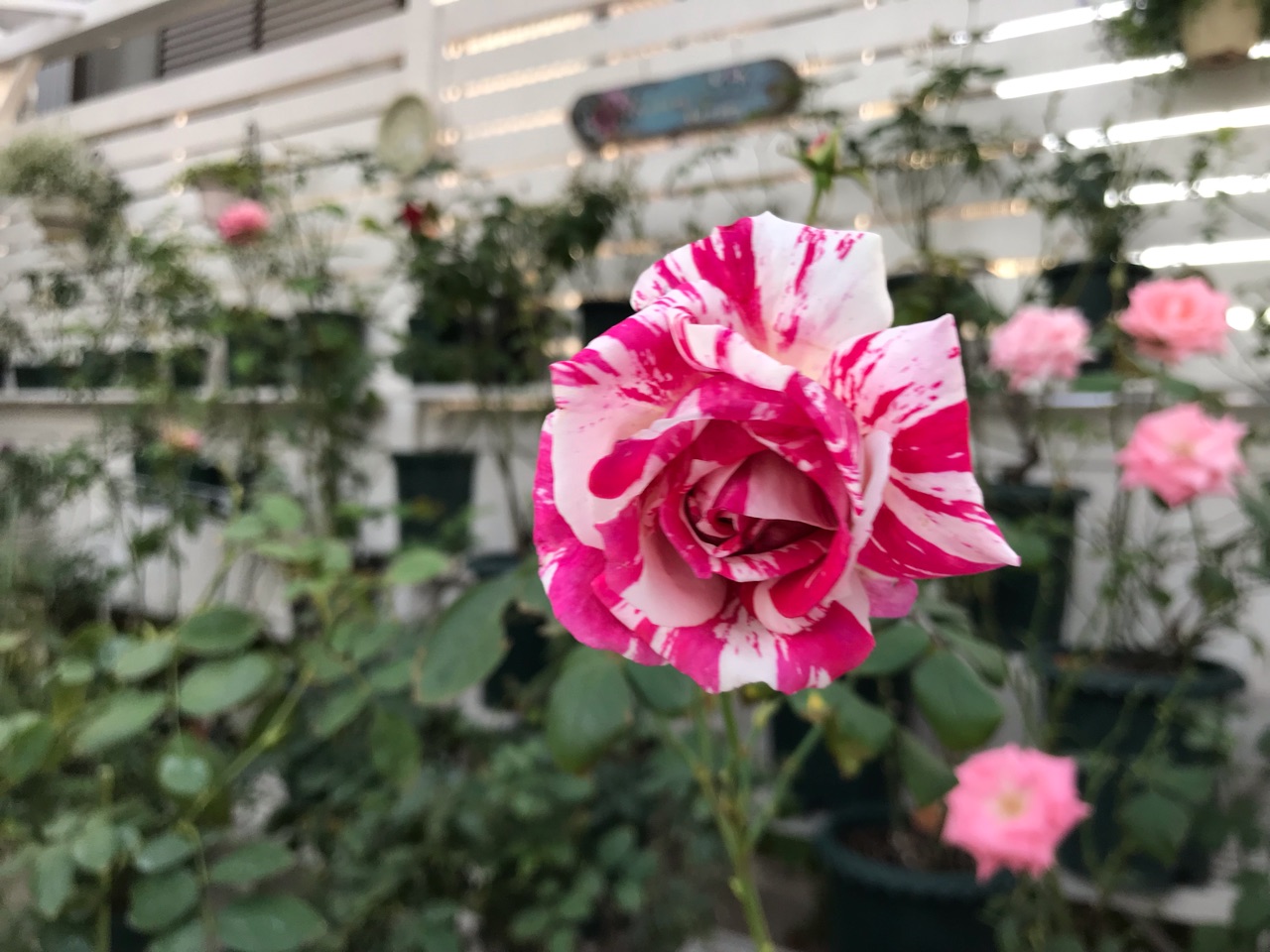 絞りバラ センチメンタルが美しい秋etc 猫好きには幸せな季節 のばらのガーデニングブログ Hana And Rose Garden Powered By ライブドアブログ 絞りバラ センチメンタルが美しい秋etc 猫好きには幸せな季節 のばらのガーデニングブログ Hana And Rose Garden Powered By ライブドアブログ