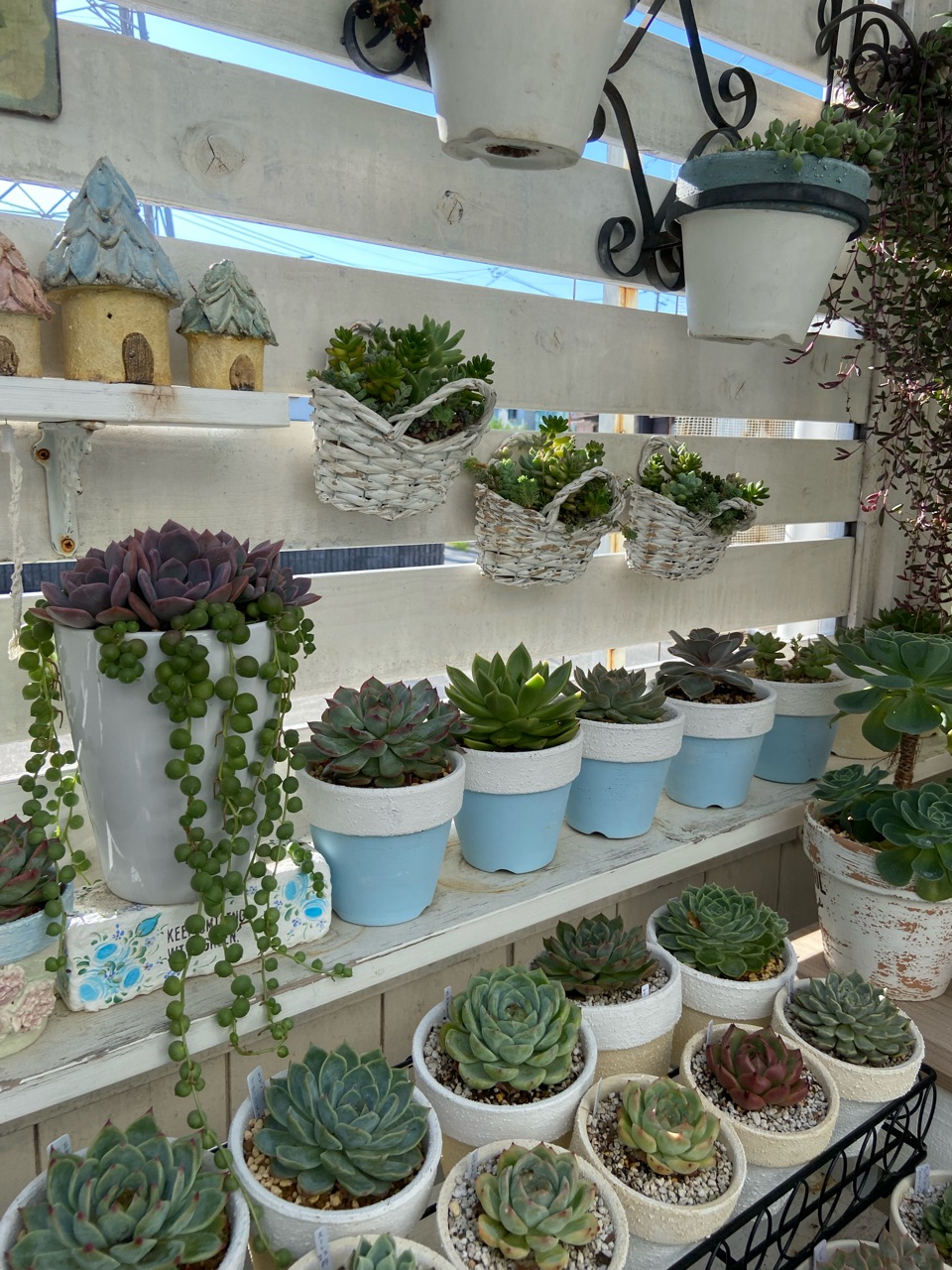 小さな白いカゴの寄せ植え＆なんか…好きな多肉 : のばらのガーデニング
