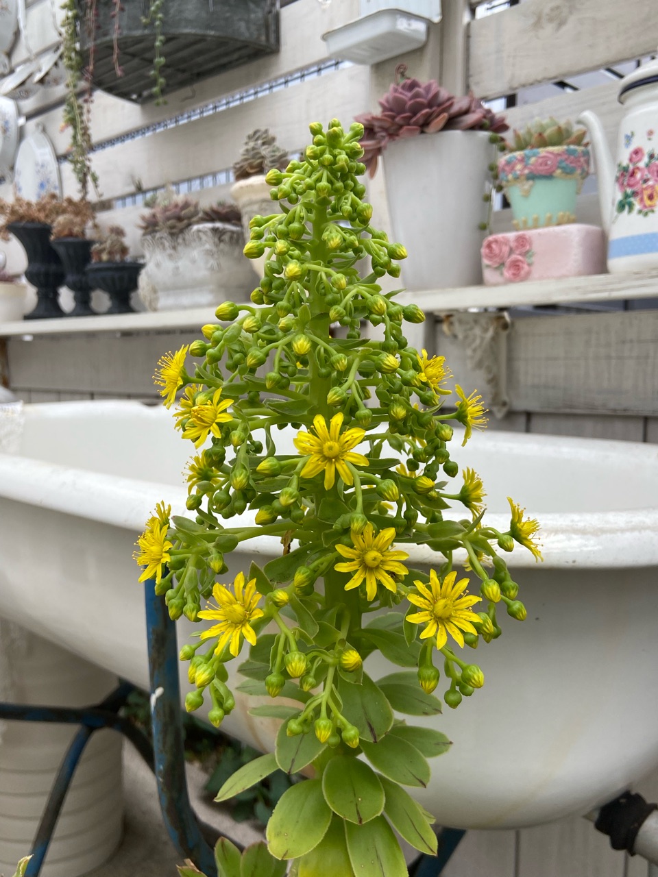 おおおお!(◎_◎;)アエオニウム、ピラミッド型の花 : のばらの おおおお!(◎_◎;)アエオニウム、ピラミッド型の花 : のばらの