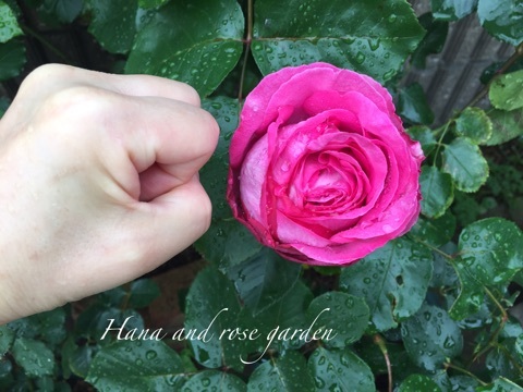 {B65439DB-4CEB-4094-A689-61FF03D9046B}