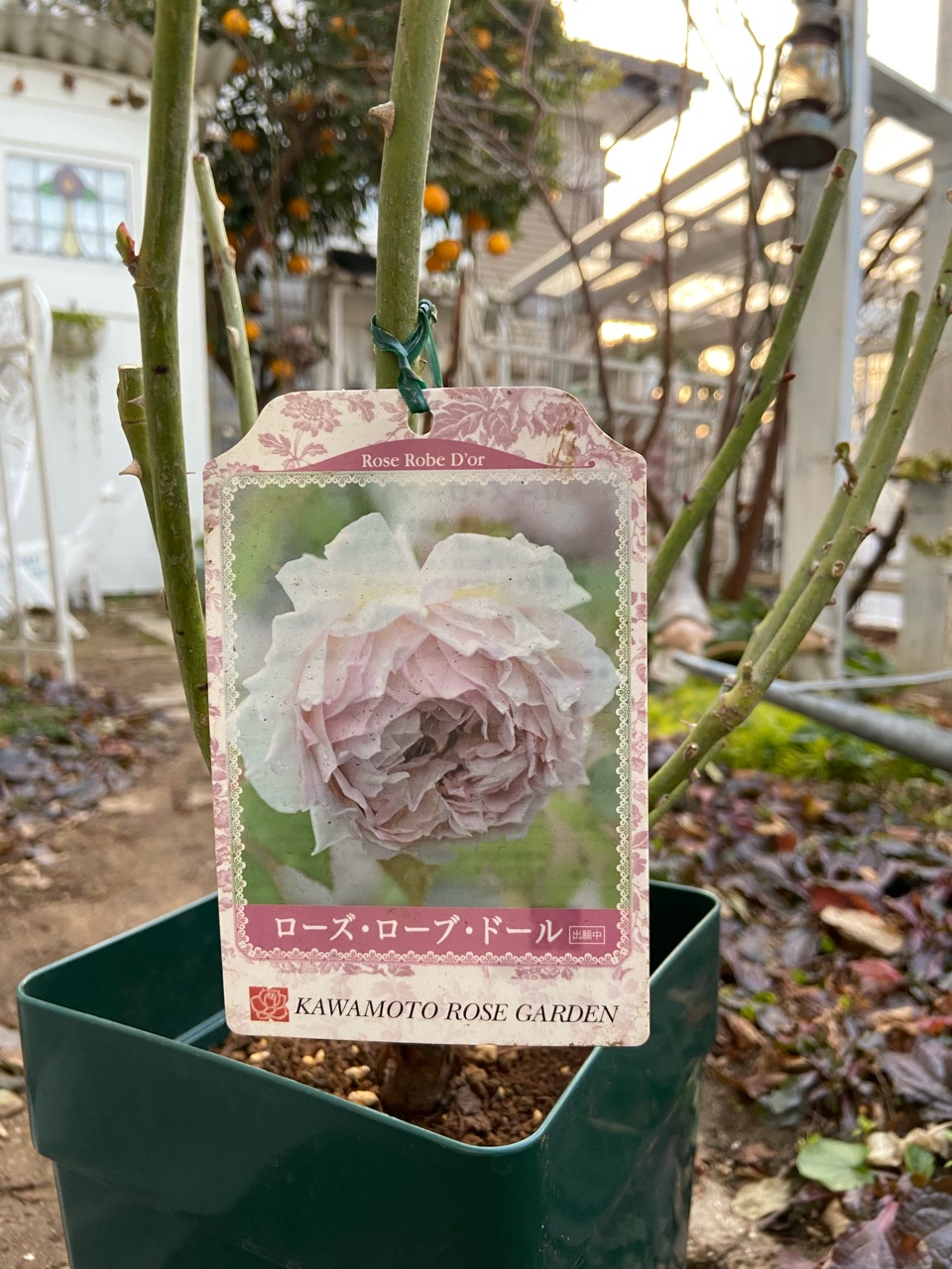 バラ予約大苗】通販苗ってこんな感じレポ｜らったんへお花が（涙 : の