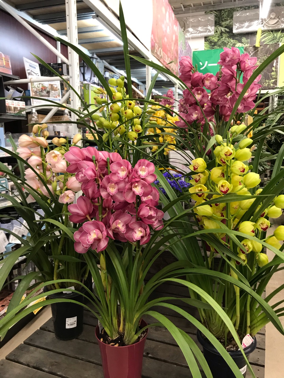 Hcの競りでゲットした花たちとアレがこんな雑貨に のばらのガーデニングブログ Hana And Rose Garden Powered By ライブドアブログ