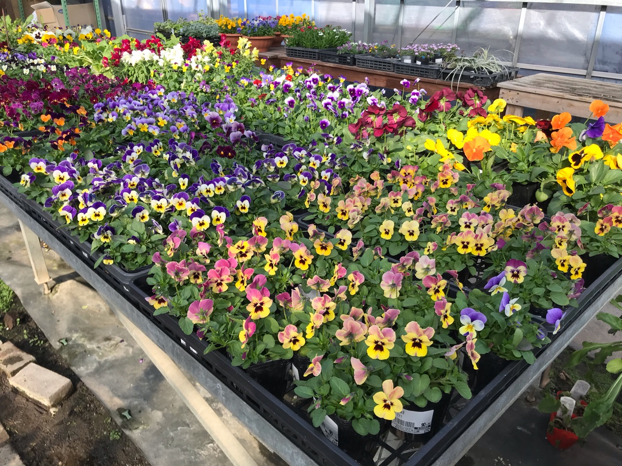 園芸店巡り 春の花苗ででいっぱいでした のばらのガーデニングブログ Hana And Rose Garden Powered By ライブドアブログ