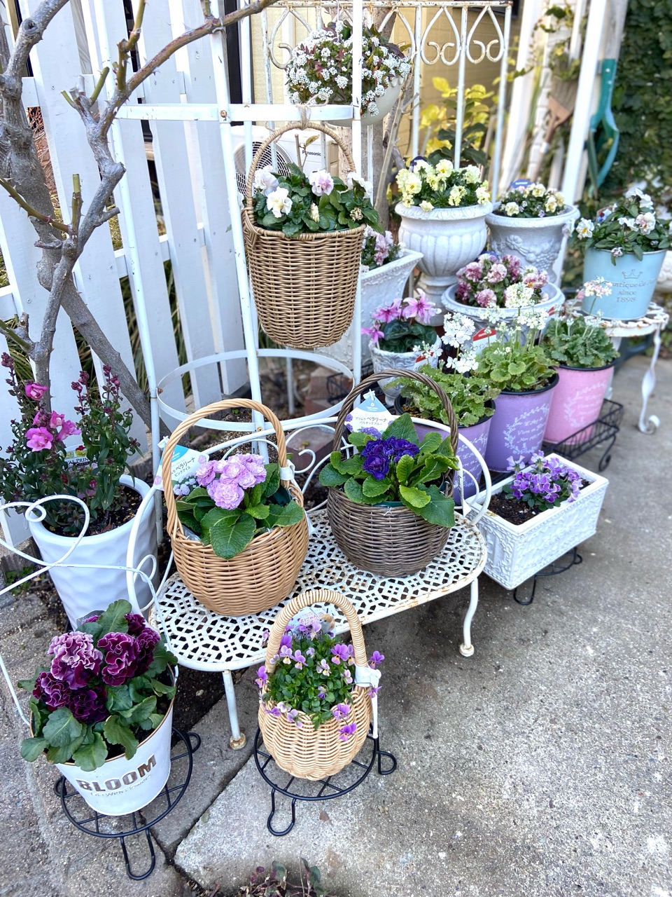 冬のお掃除とアプローチを花で飾ったこと : のばらのガーデニング