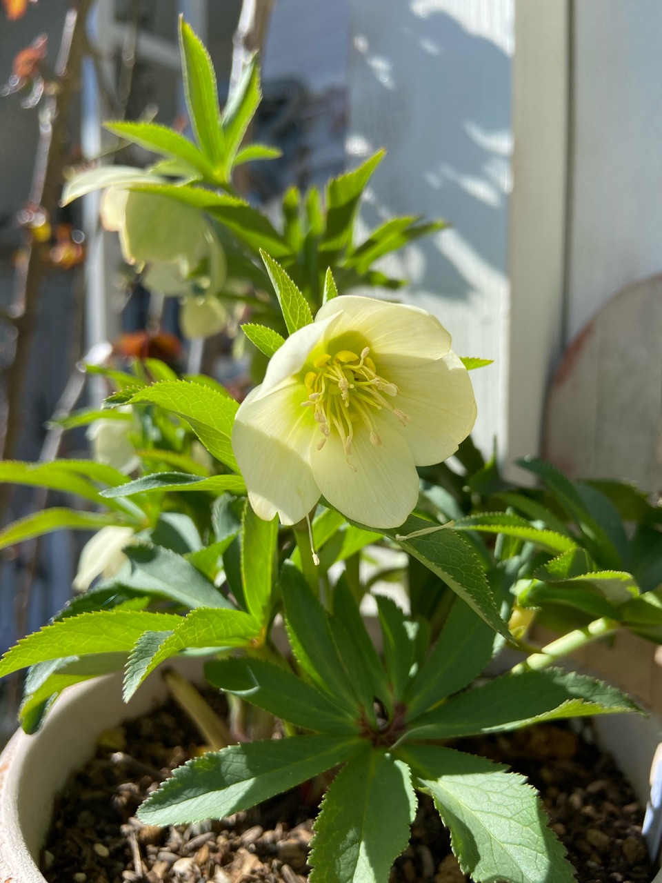 開花を諦めていたクリスマスローズの株に小さく可愛い花が咲き 開花を諦めていたクリスマスローズの株に小さく可愛い花が咲き