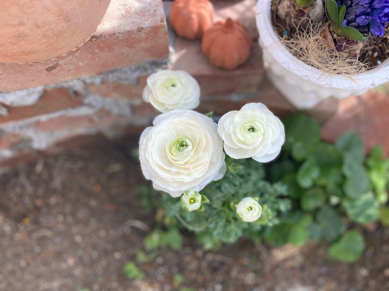 ラナンキュラスの透明な花弁 可愛い可愛い春の花たち のばらのガーデニングブログ Hana And Rose Garden Powered By ライブドアブログ