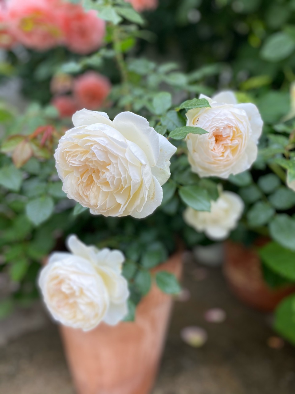 ボレロ パウダースノーのようにふわふわ のばらのガーデニングブログ Hana And Rose Garden Powered By ライブドアブログ ボレロ パウダースノーのようにふわふわ のばらのガーデニングブログ Hana And Rose Garden Powered By ライブドアブログ