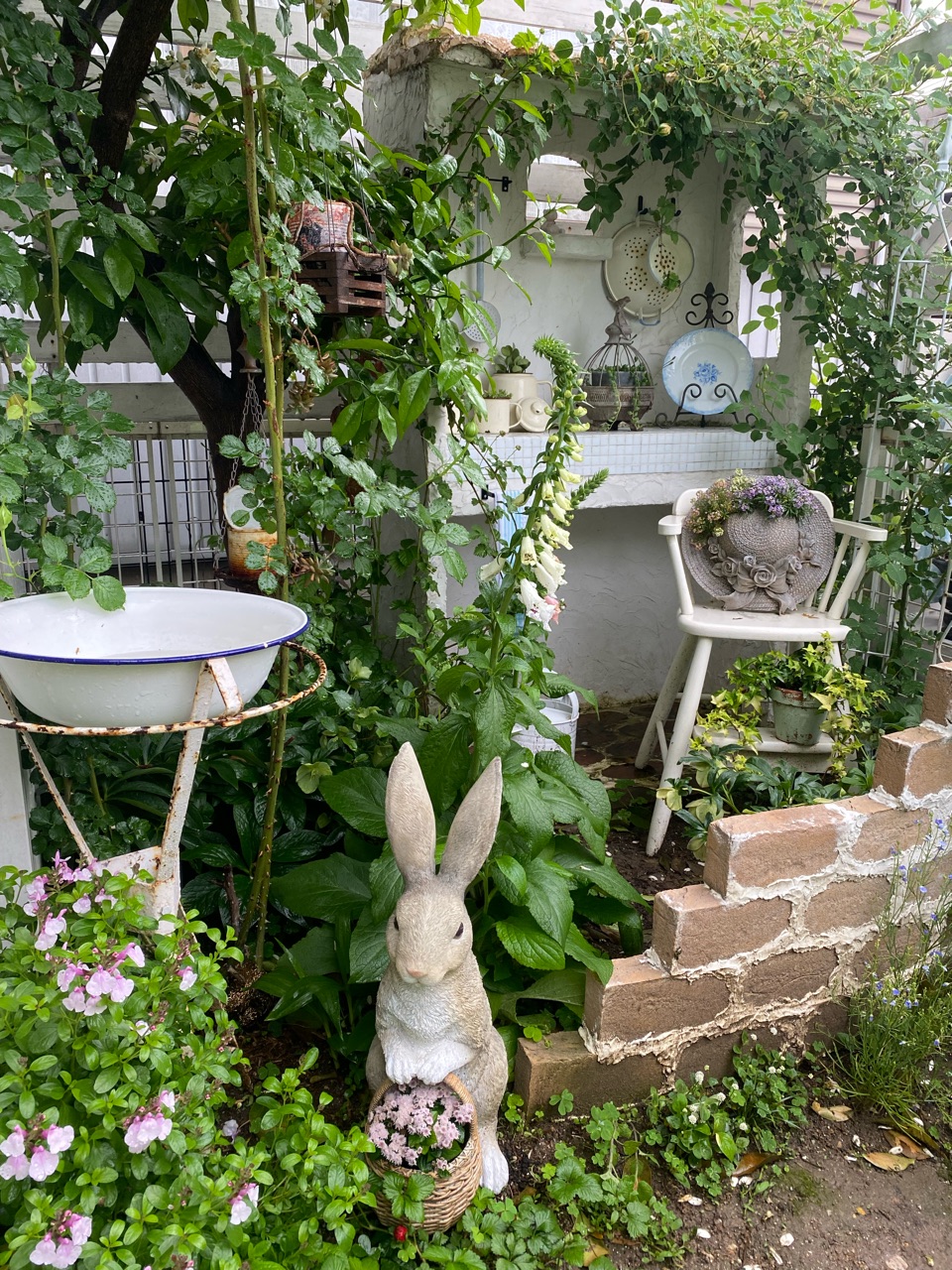 待ちに待った小屋のつるバラ ブランピエールドゥロンサール 日陰で植物を咲かせる作戦 のばらのガーデニングブログ Hana And Rose Garden Powered By ライブドアブログ