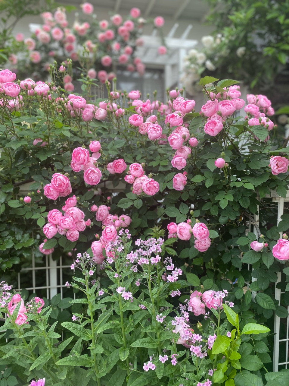 つるバラと草花 可愛い組み合わせローブリッター シロノグロッサム 神秘的なピエールドゥロンサール のばらのガーデニングブログ Hana And Rose Garden Powered By ライブドアブログ