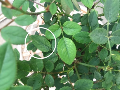 バラ のばらのガーデニングブログ Hana And Rose Garden Powered By ライブドアブログ