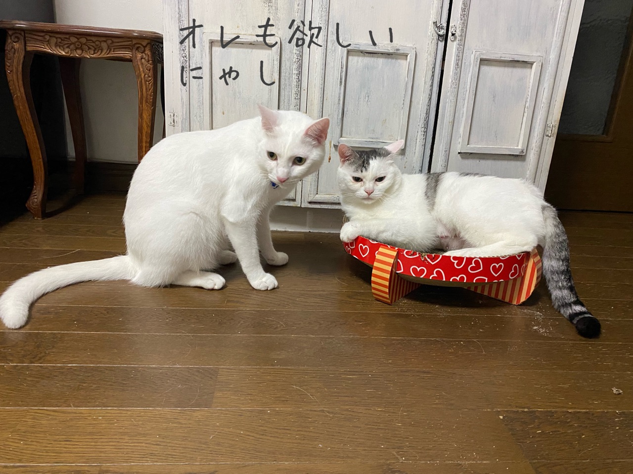 ユリの季節、待ちに待ったカサブランカが咲き始めました！良い