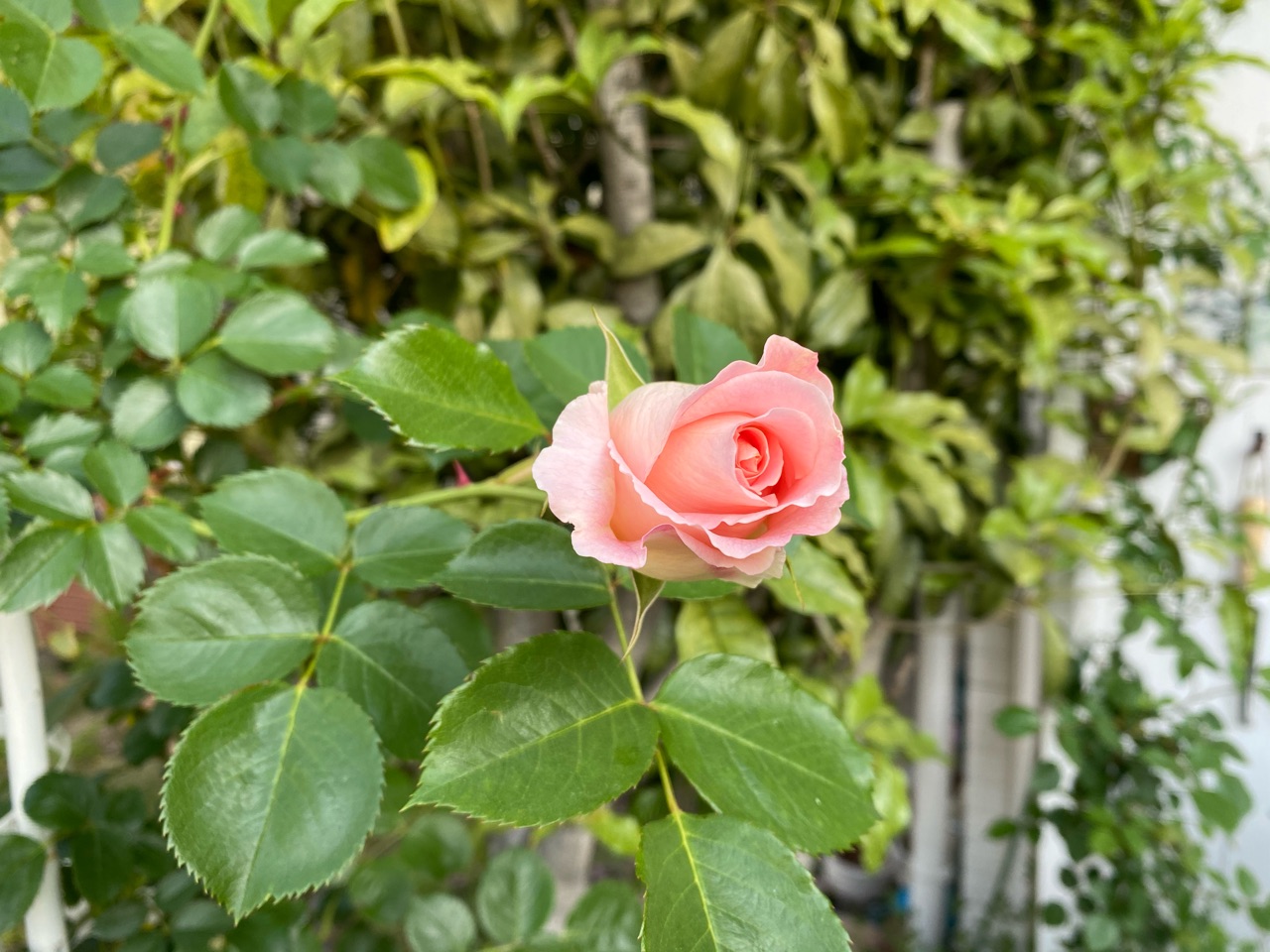 ミルクティーピンクのバラ シュナーベル 他 のばらのガーデニングブログ Hana And Rose Garden Powered By ライブドアブログ ミルクティーピンクのバラ シュナーベル 他 のばらのガーデニングブログ Hana And Rose Garden Powered By ライブドアブログ