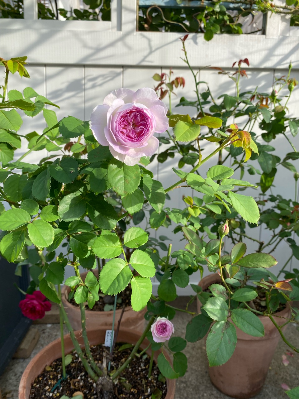 黒点病に強そう 可愛い ブルームーンストーン 悪兄弟 のばらのガーデニングブログ Hana And Rose Garden Powered By ライブドアブログ