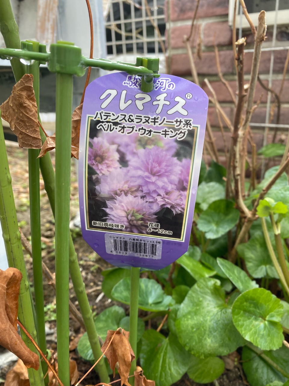 クレマチスの剪定 新芽も出て安心安心 のばらのガーデニングブログ Hana And Rose Garden Powered By ライブドアブログ