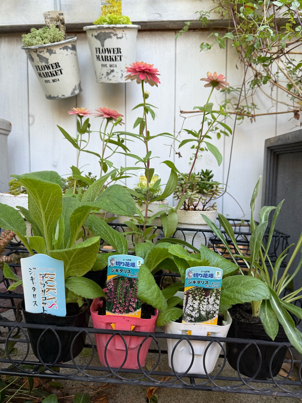 バラと合わせる草花の苗を揃える季節＆秋バラのつぼみ : のばらの