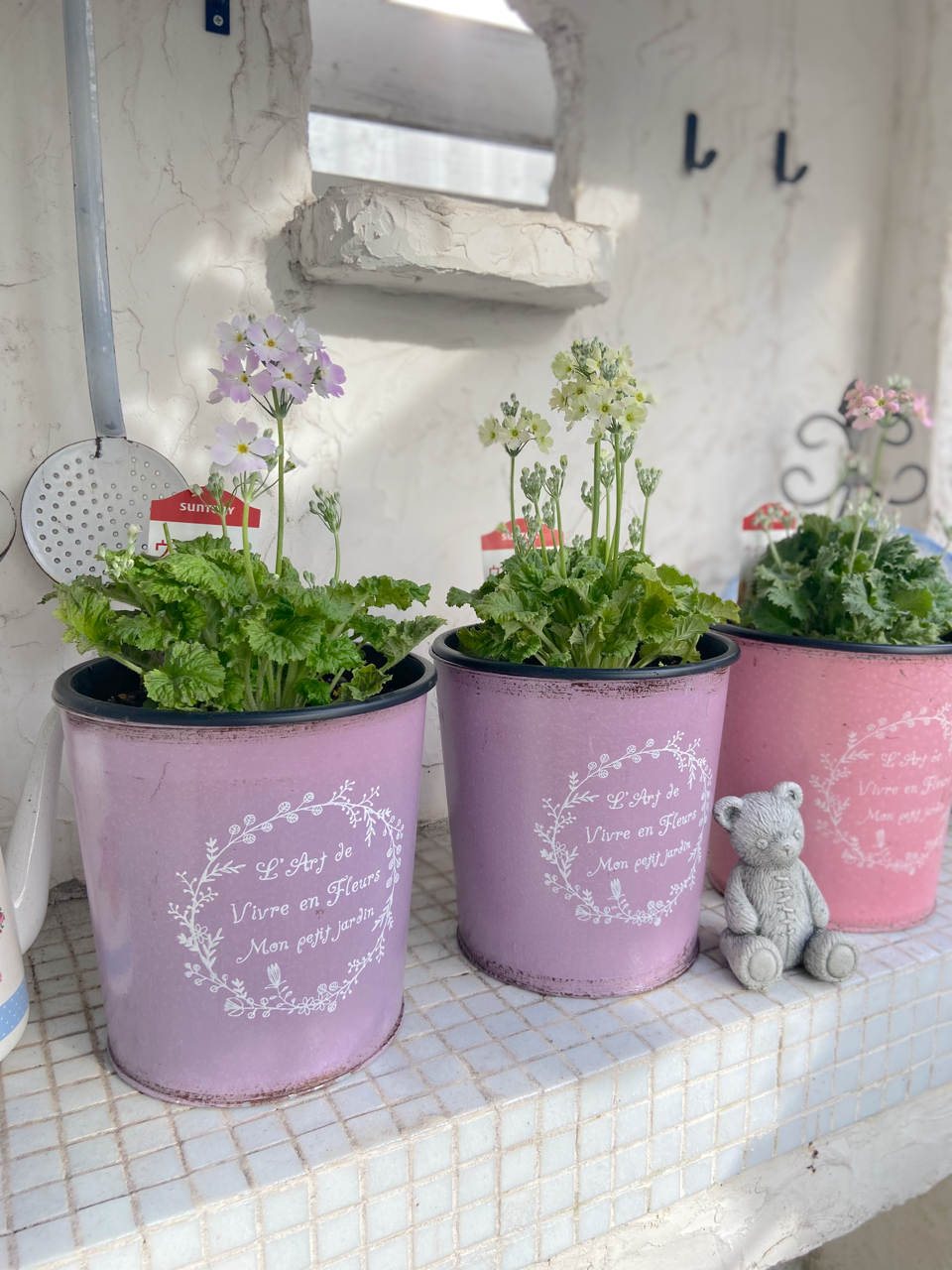 ウィンティー色々ありましたがこんなに綺麗に咲きました！ : のばらの