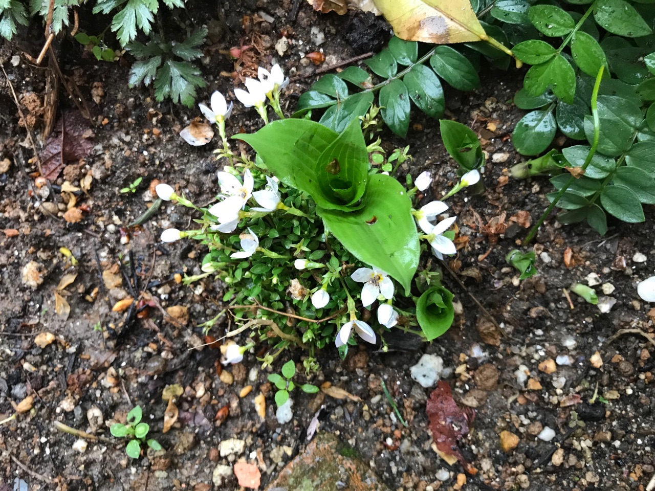 花の中から別の植物が出現 存在を忘れていた宿根草 のばらのガーデニングブログ Hana And Rose Garden Powered By ライブドアブログ