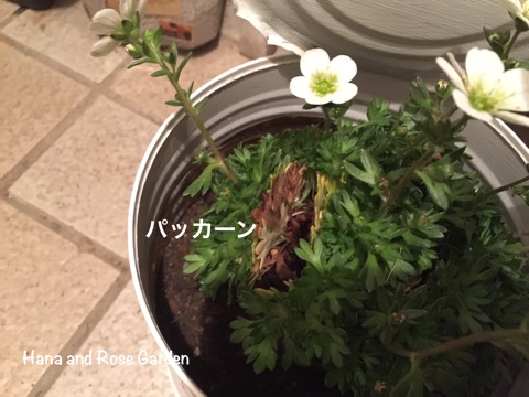 {DFC2CEA5-8C26-4E33-9B55-8DEC31D99F95}