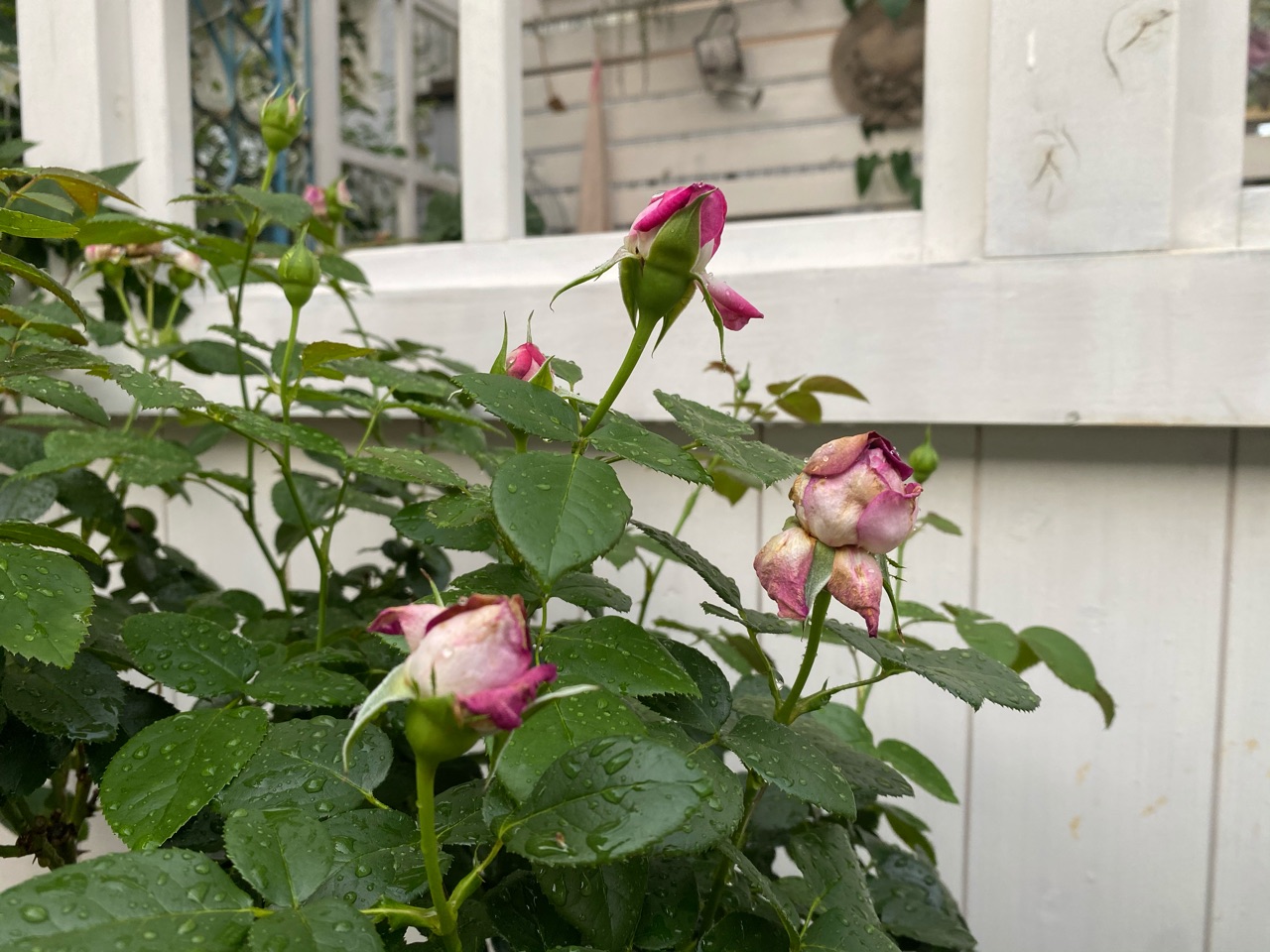 パリスに才能無し 二番花のツボミ のばらのガーデニングブログ Hana And Rose Garden Powered By ライブドアブログ