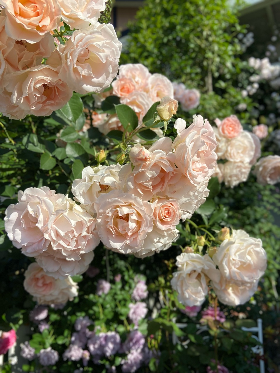 バラの花柄摘みと追肥 : のばらのガーデニングブログ Hana and Rose