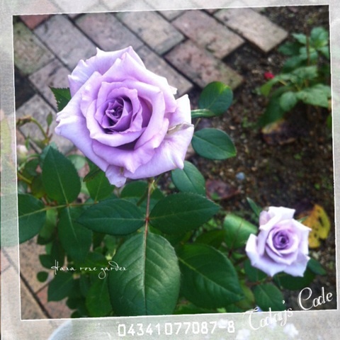 {30E243B0-FC97-4707-9BED-B1E76E32C16C:01}