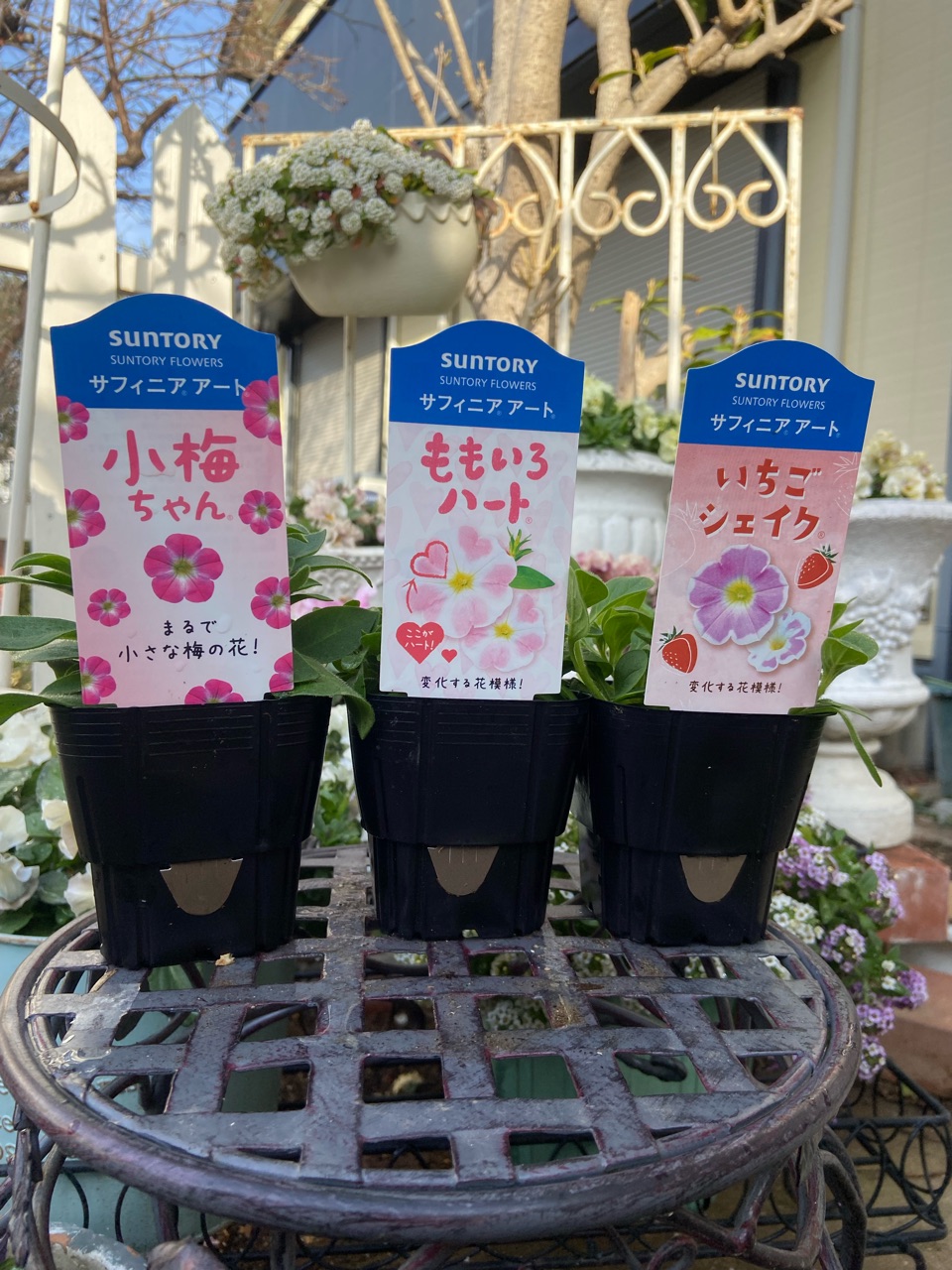 新鮮なサフィニアの苗購入→初めは小さめスリット鉢で育てます : の