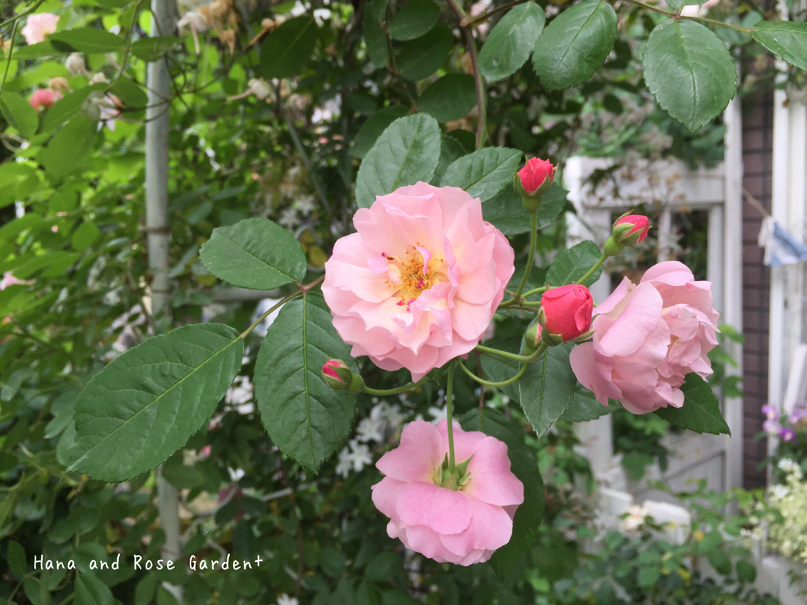 つるバラの誘引 コーネリア 姉妹なのに のばらのガーデニングブログ Hana And Rose Garden Powered By ライブドアブログ