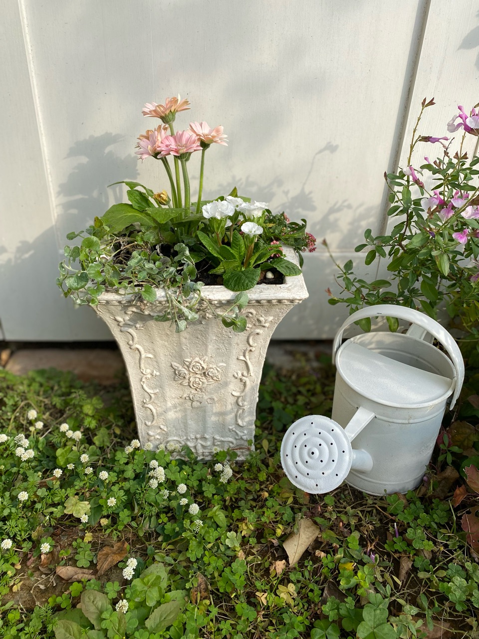 好きに ベビーピンクのガーベラで春色の寄せ植えを作りました｜風邪っ その他