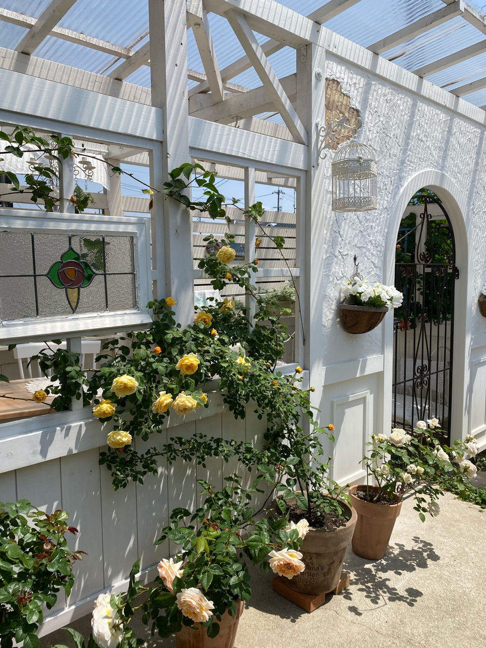 Erグラハムトーマス ティージングジョージア カラスバホタルブクロ のばらのガーデニングブログ Hana And Rose Garden Powered By ライブドアブログ