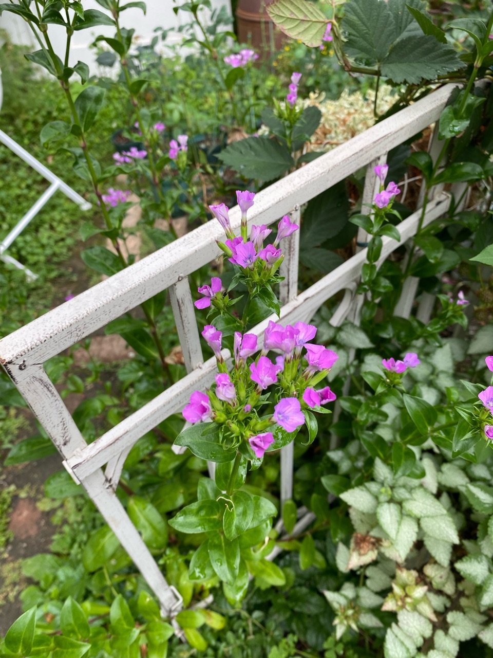 大きなアナベル＆スモークツリー剪定その後 : のばらのガーデニング