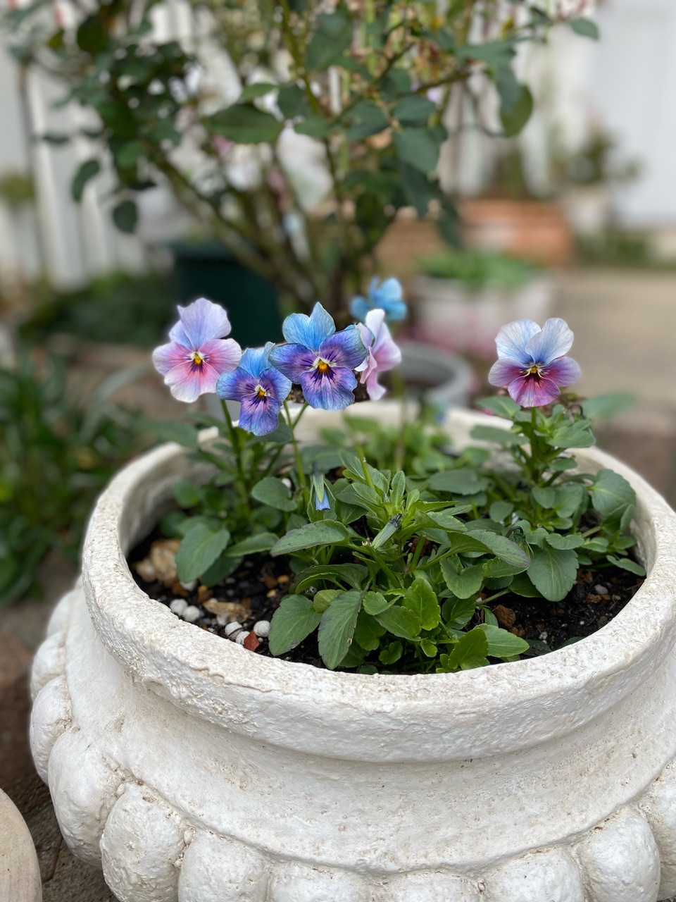 不思議カラーのビオラ日々変化する色 のばらのガーデニングブログ Hana And Rose Garden Powered By ライブドアブログ