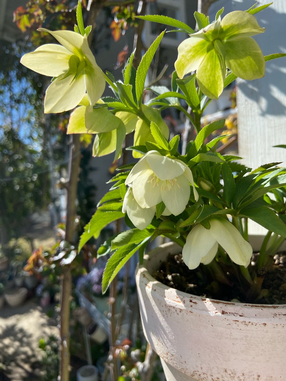 開花を諦めていたクリスマスローズの株に小さく可愛い花が咲き 開花を諦めていたクリスマスローズの株に小さく可愛い花が咲き