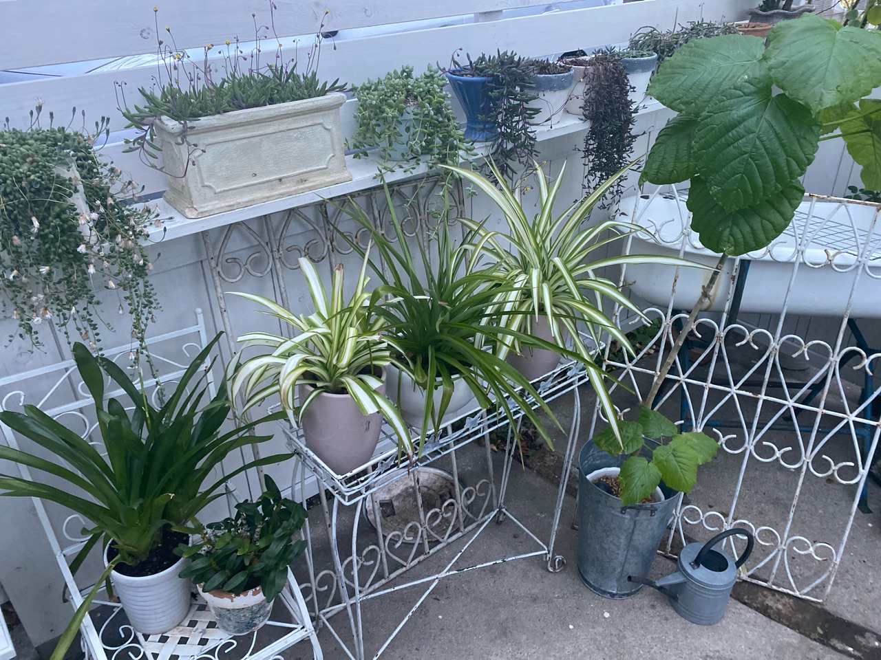 観葉植物の冬支度とガーデンハウスからの景色 女子部 のばらのガーデニングブログ Hana And Rose Garden Powered By ライブドアブログ