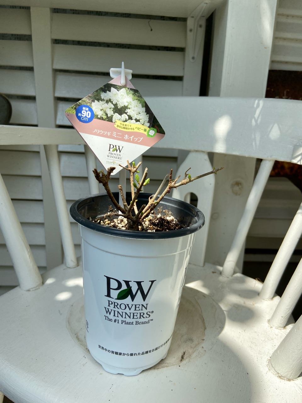 悪い条件から植物を救ってくれる鉢→アナベルミニルビーの成長記録