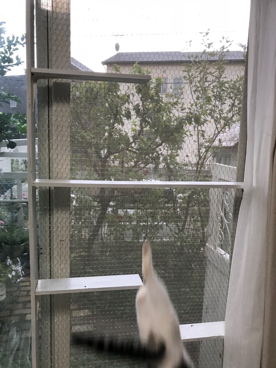 猫脱走防止柵兼キャットウォークDIY〜再利用の材木がチキン 猫脱走防止柵兼キャットウォークDIY〜再利用の材木がチキン